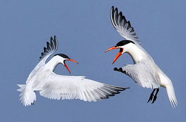 <b>Tern</b>